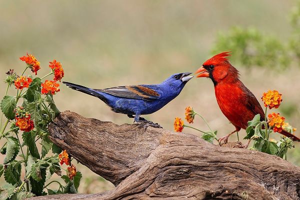 Jones, Adam 아티스트의 Blue grosbeak and male Northern cardinal fighting Rio Grande Valley-Texas작품입니다.